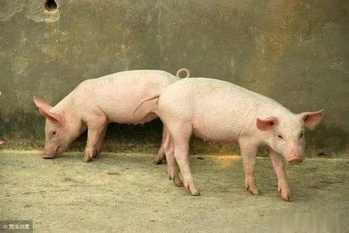 懒汉养猪 引领新型养猪技术,两年不清猪粪也没关系