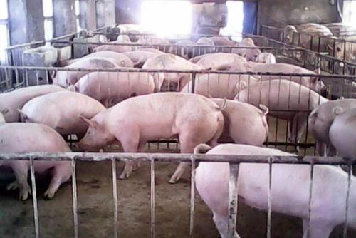 其实肥育猪的饲养并不难,需要科学的饲养,有效的提高出栏率