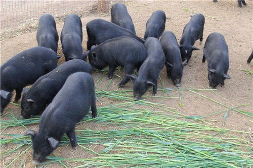 安陆巴马香猪崽多少钱 鸿超农业