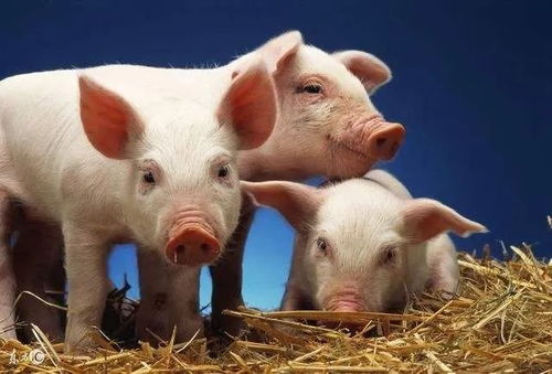 靠天吃饭 核心产品种猪竞争力变弱 天兆猪业拟登港交所扩产能丨IPO棱镜
