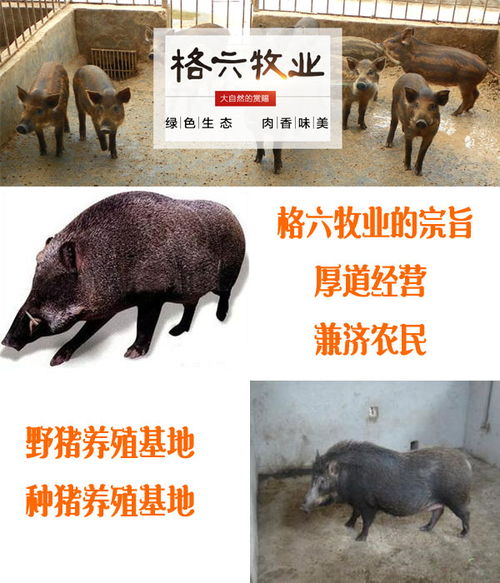 邯郸野猪养殖价格 格六养殖安全放心 邯郸野猪养殖