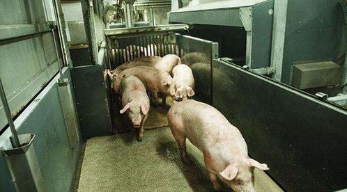 世界猪肉出口第一国 三个人可养一万头猪,年出口量3000万吨